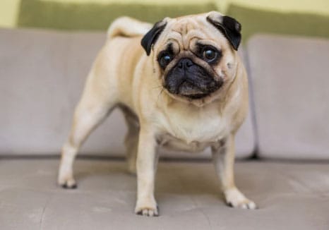 cão de pé