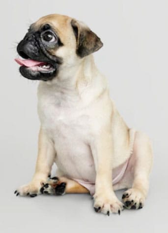Características do Pug