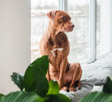 cão sentado