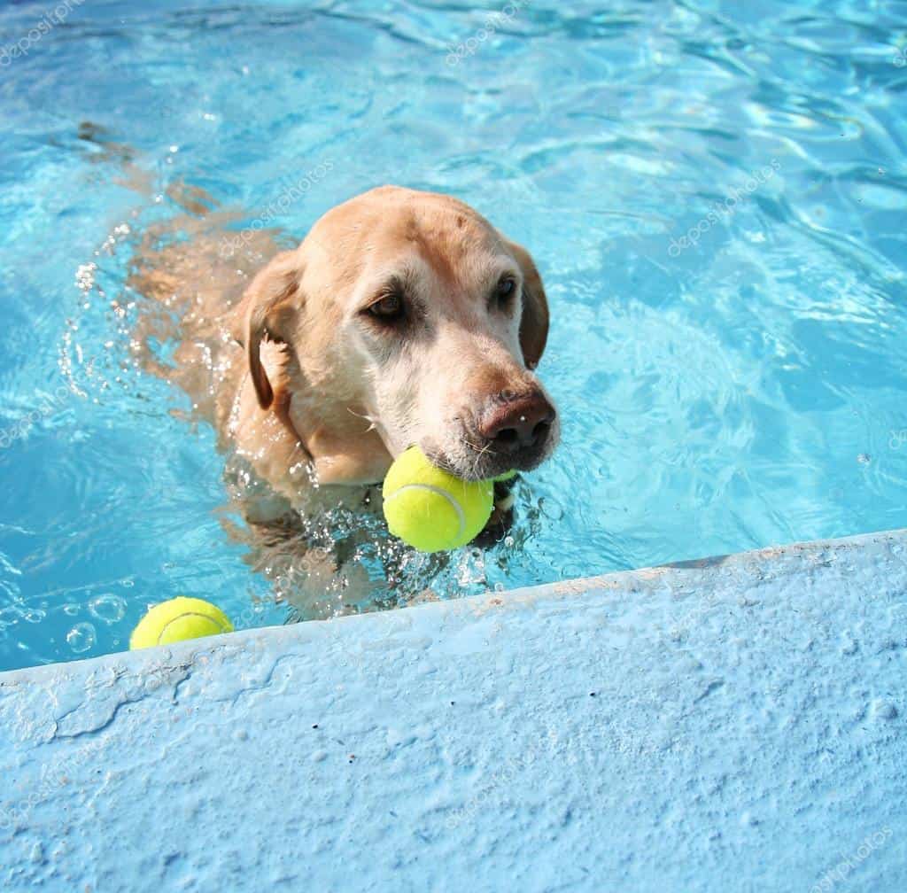 Labrador retriever nadando