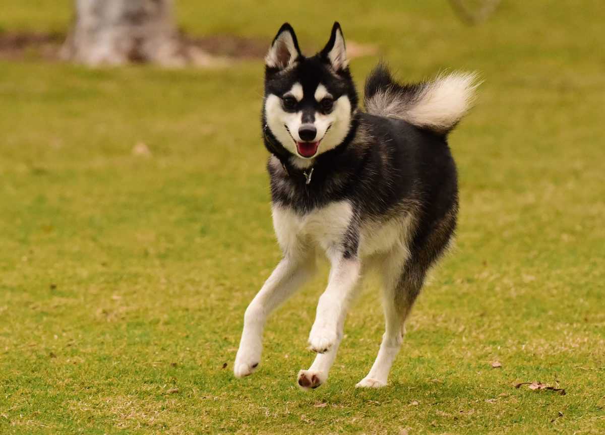 Alaskan Klee Kai