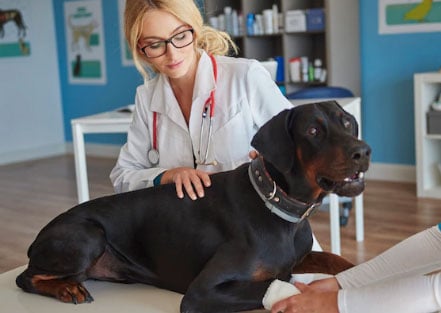 dog no veterinário