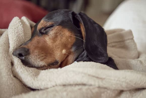 cão dormindo