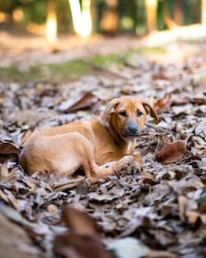 cachorro muito quieto