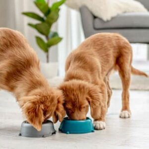 cachorro pode comer uma vez por dia