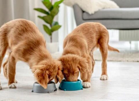 cachorro pode comer uma vez por dia