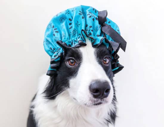 cachorro que não cheira mal