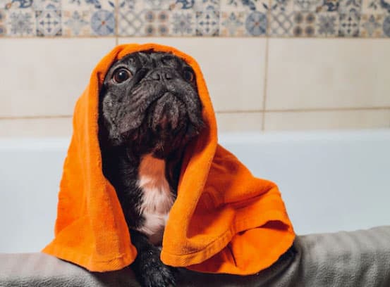 cão tomando banho