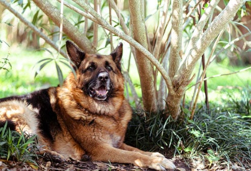 cães com focinho comprido