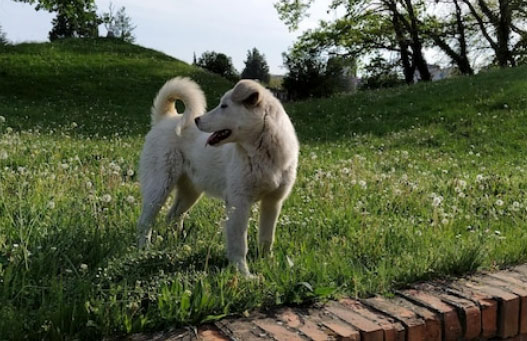 cachorro no gramado