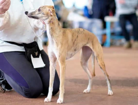 características do whippet