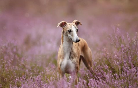 características do whippet