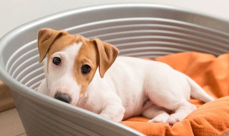 cachorro deitado