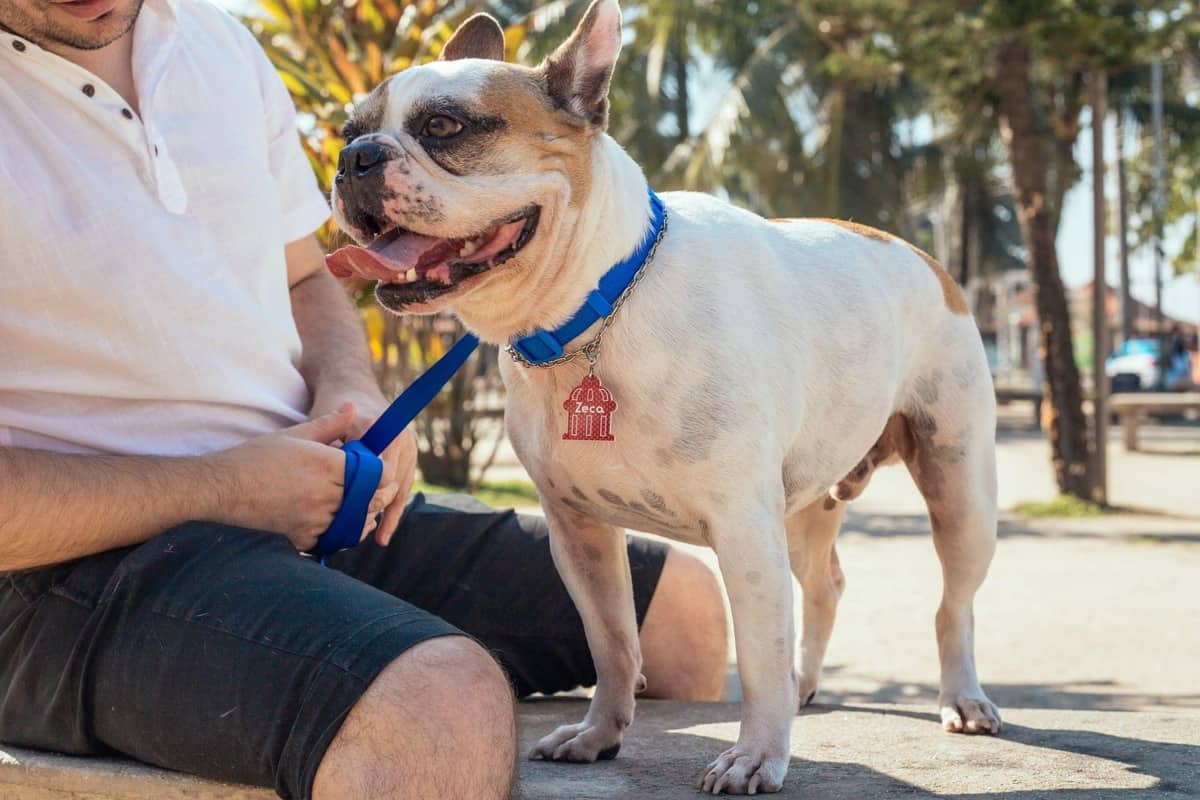 coleira de identificaçao 05