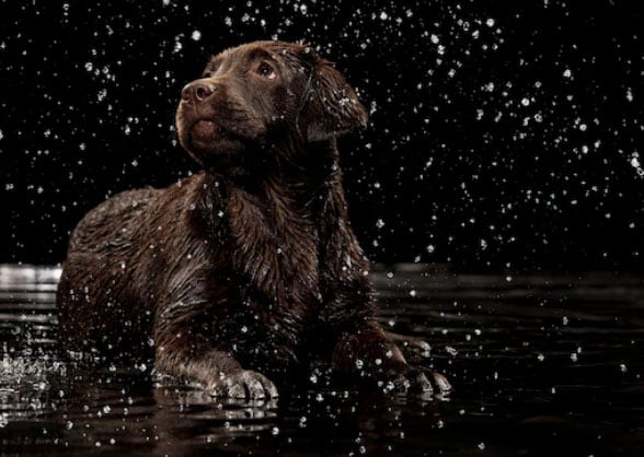 cão pegando chuva