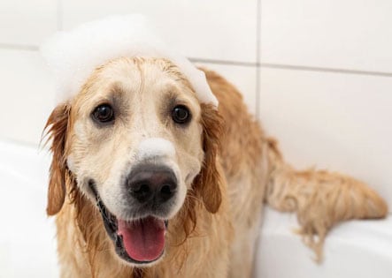 dog no banho