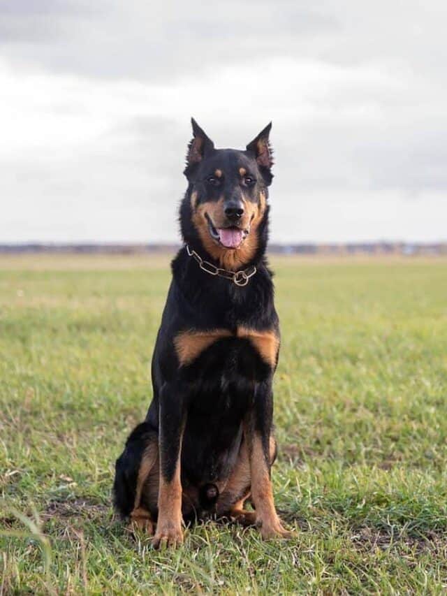 raças misturadas de Rottweiler