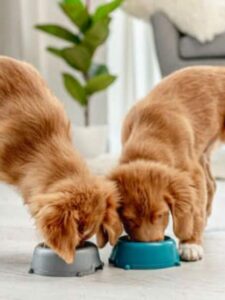 Dois cachorros comendo - Foto: Freepik