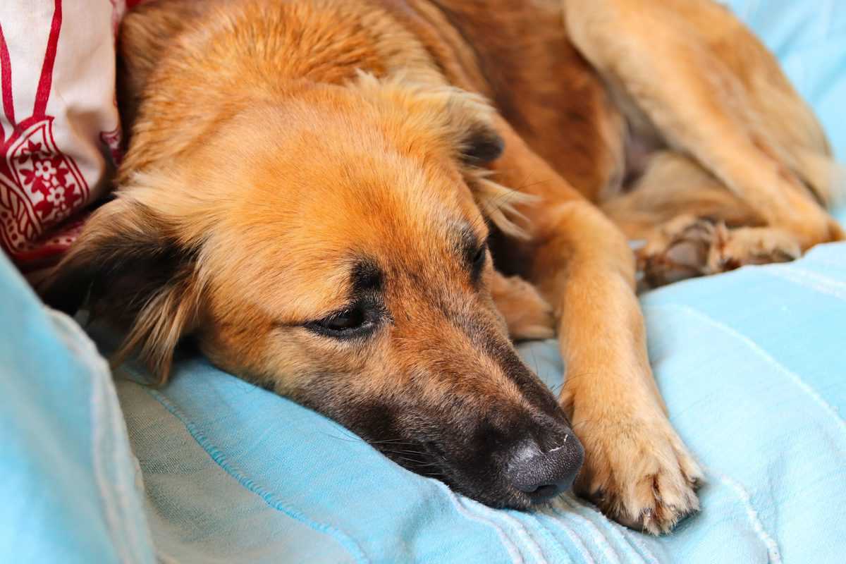 Cachorro subir no sofá: Truques simples para não deixar! Confira. 5 cão deitado