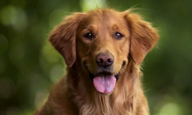 raças de cachorros mais engraçadas