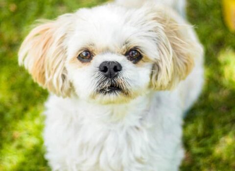 raças de cachorros amorosos