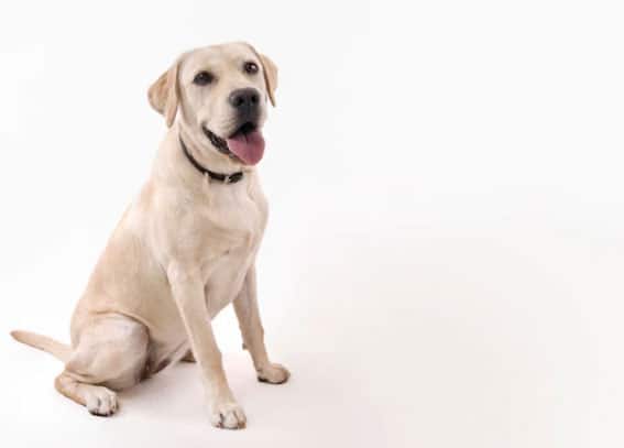 Cachorros grandes e dóceis - 8 raças que farão você se apaixonar 8 cachorros grandes e dóceis