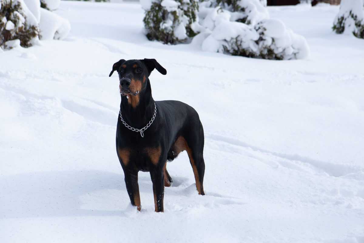 raças misturadas de Rottweiler