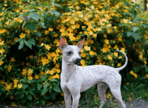 American Hairless Terrier