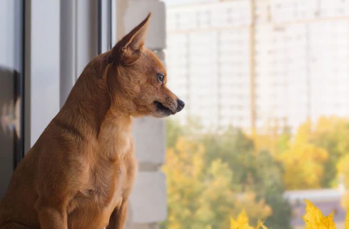 cão olhando triste pela janela
