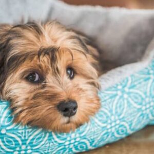 Cachorro pode morrer de tristeza
