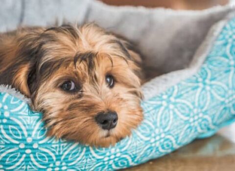 Cachorro pode morrer de tristeza