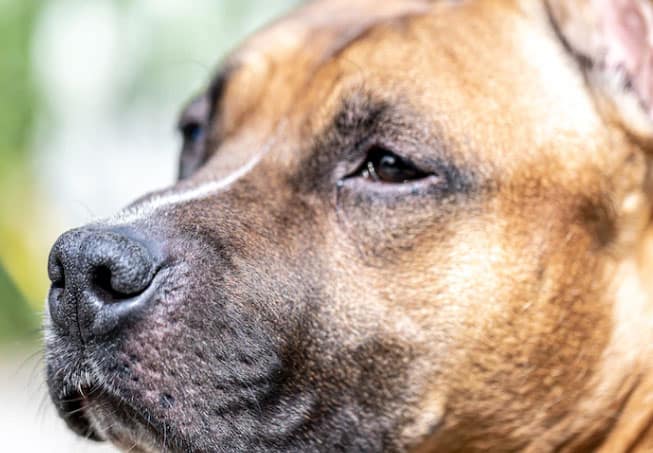 cão olhando profundamente