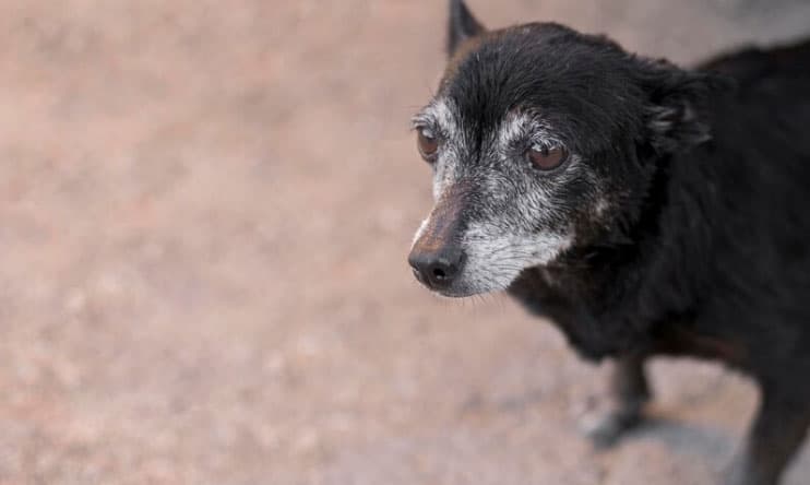 cãozinho idoso