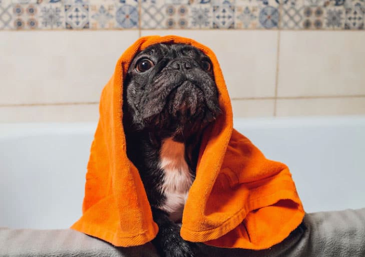 Pode usar shampoo de humano em cachorro