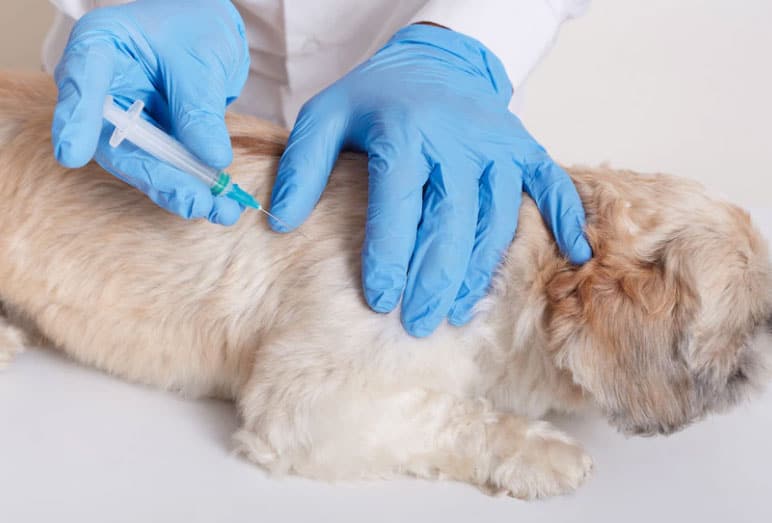 Vacina para cachorro filhote - Quais dar e quando? 3 vacinando o dog