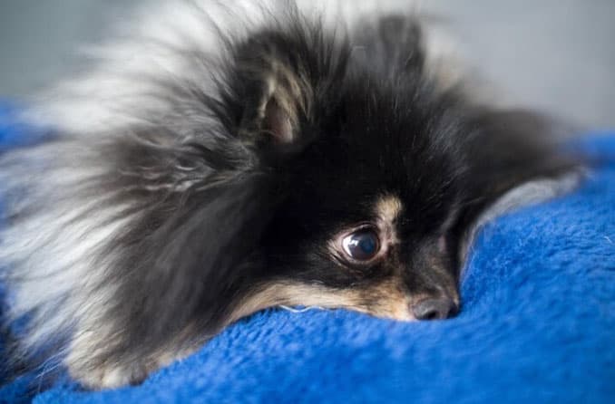Vacina para cachorro filhote - Quais dar e quando? 4 Vacina para cachorro filhote