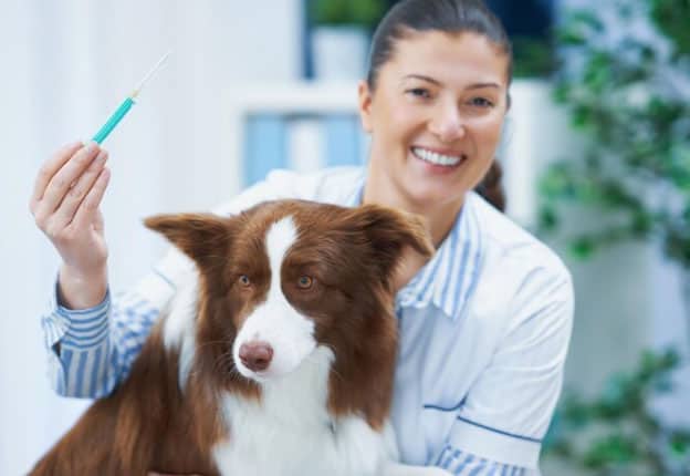 Vacina para cachorro filhote - Quais dar e quando? 2 Vacina para cachorro filhote