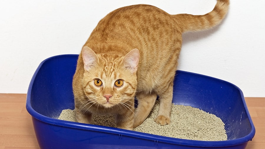 Gato Laranja: conheça em detalhes a personalidade desse pet único 2 areia do gato 04