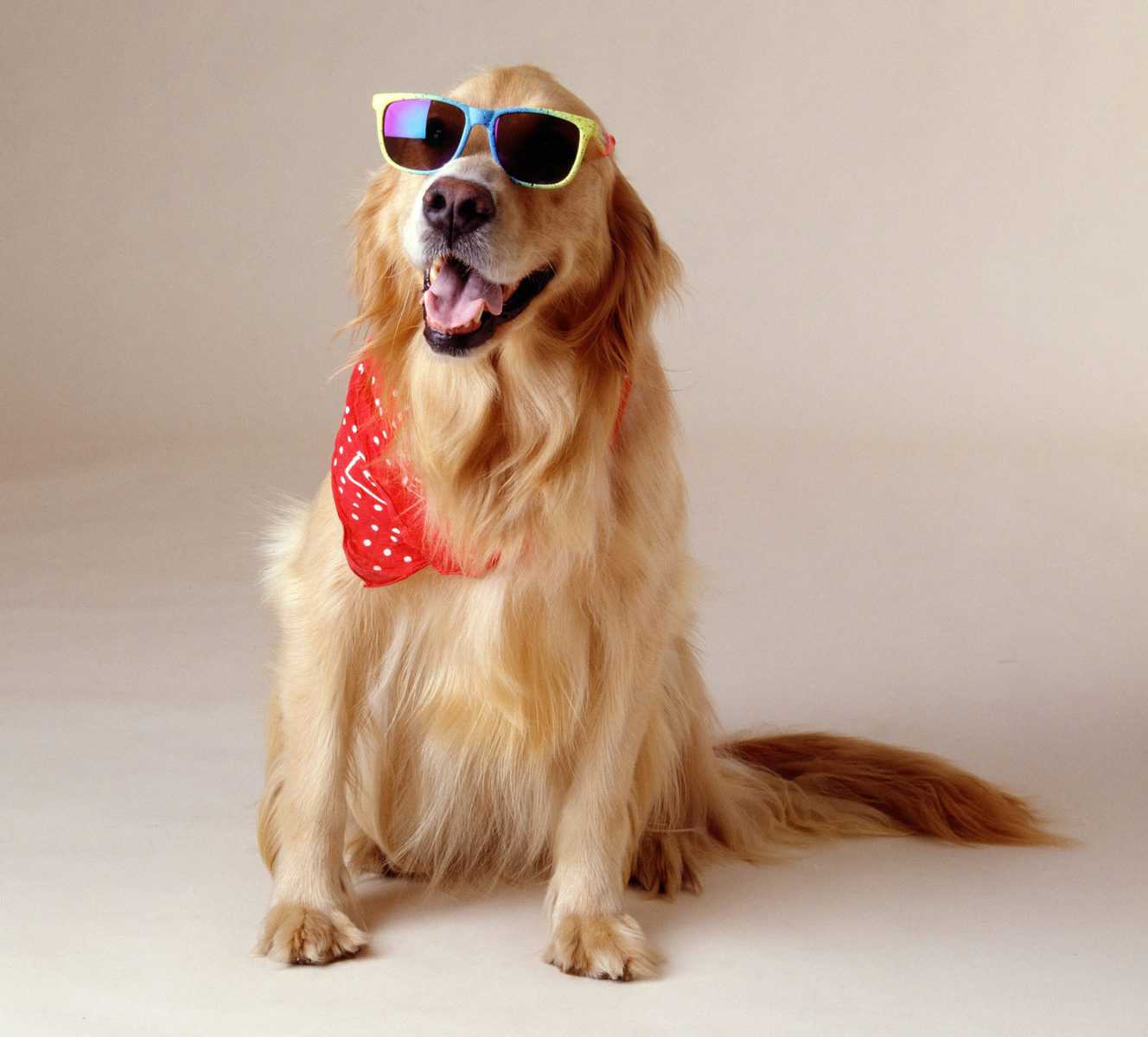 Beautiful shot of a Golden Retriever wearing cool sunglasses and a red handkerchief