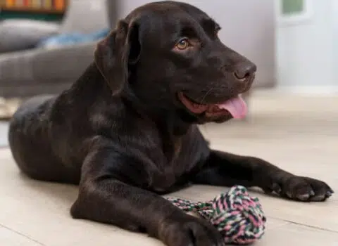 cachorro castrado pode engravidar cadela