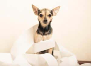 Cão com papel higiênico - Foto: Freepik