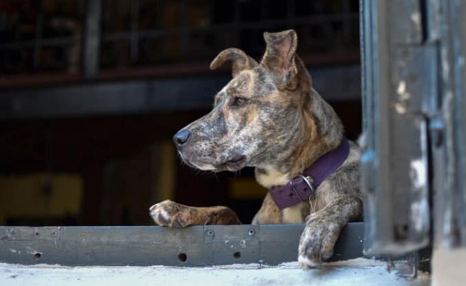 cachorro estrábico