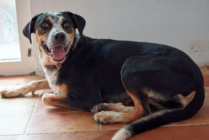 cão deitado no chão