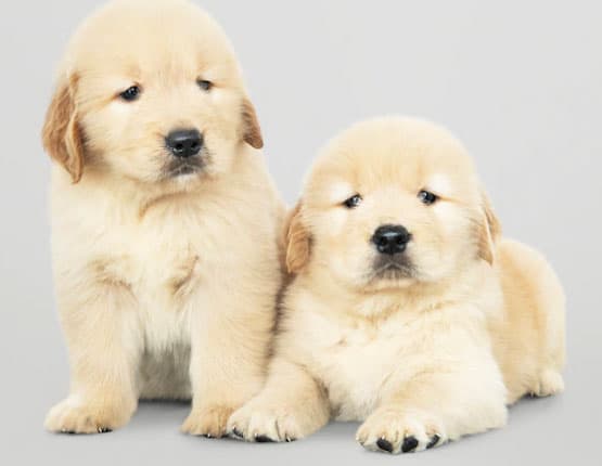 cachorro pode ficar sozinho o dia todo