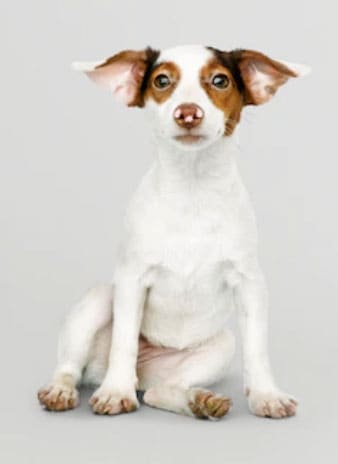 cachorro pode ficar sozinho o dia todo