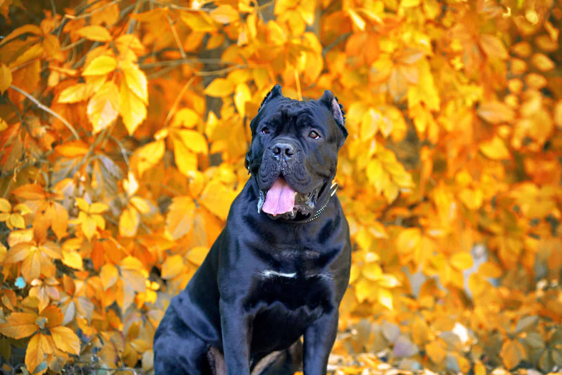 Cane Corso Italiano dog portrait against autumn leaves background