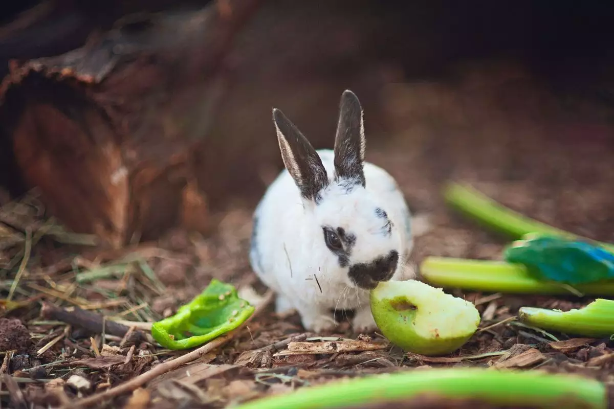 coelho-pode-comer-maca