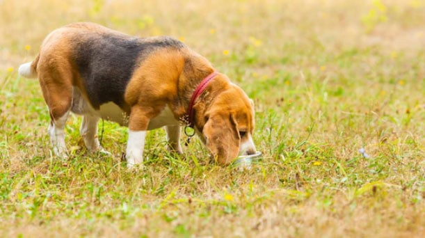 comedouro lento para cachorro