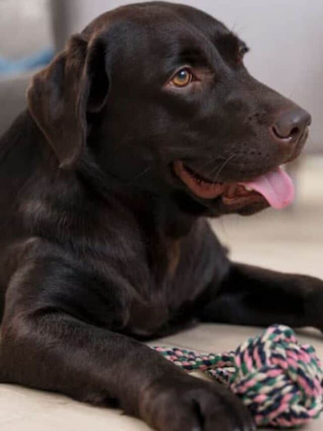 Chongqing: Cão chinês, uma raça de cachorro extremamente cara! 1 cropped-cachorro-castrado-pode-engravidar-cadela-3.jpg