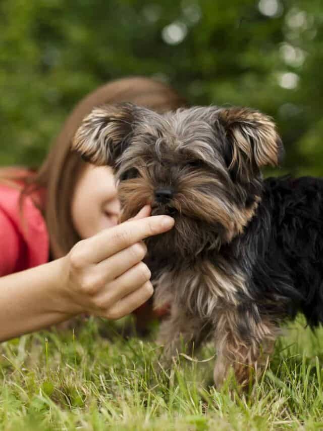 cropped-woman-feeding-puppy-scaled-1.jpg